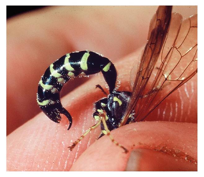수컷 말벌이 곤충학자 저스틴 슈미트의 손가락에 가짜 침을 찌르고 있다. 초사흘달 제공