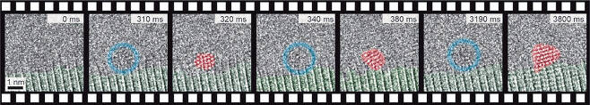 금 나노결정의 탄생 순간을 촬영한 고해상도 투과전자현미경 영상. 왼쪽 세 번째 이미지(320ms)의 빨간색 영역 안에 규칙적으로 배열된 작은 알갱이가 금 원자다. 금 원자의 규칙적인 배열이 보였다 사라졌다 하는 현상이 관찰됐다. 결정핵이 비결정상과 결정상의 상태를 가역적으로 반복하며 성장하기 때문이다. [IBS 제공]