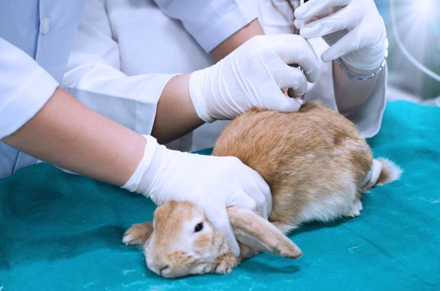 피부자극성 시험에 매년 5만여마리의 토끼가 희생된다. 게티이미지뱅크