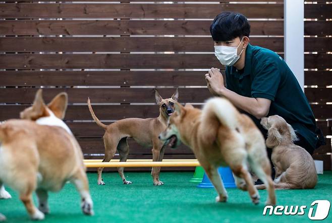 지난해 9월22일 오후 서울 서초구 브이케어 강아지 유치원&호텔에서 반려견들이 즐거운 시간을 보내고 있다. /사진=뉴스1