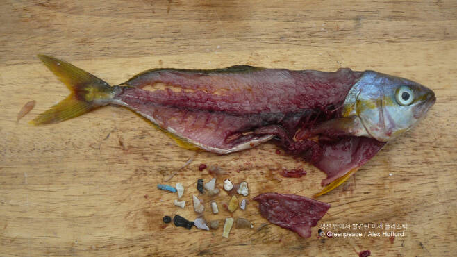 생선 안에서 발견된 미세플라스틱 조각들. 그린피스 제공