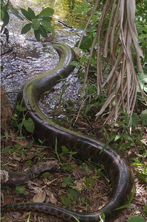 생포된 길이 7m 아나콘다 (사진=마투 그로수주 소방대, 연합뉴스)