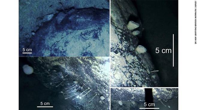 남극 빙붕 아래 해저 900m 지점에서 돌에 붙어 서식하는 것으로 추정되는 해양 생명체의 모습
