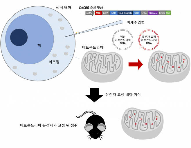 시토신 염기교정효소를 이용한 미토콘드리아 DNA 교정 생쥐 제작 모식도.[IBS 제공]