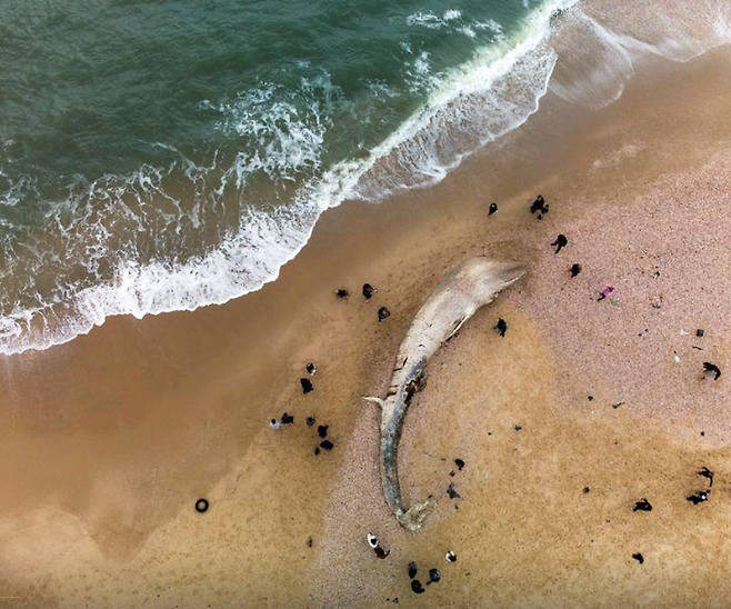 지난 19일 이스라엘 지중해 해변에서 떠밀려온 고래 사체 주변에 사람들이 모여있다. /사진=로이터