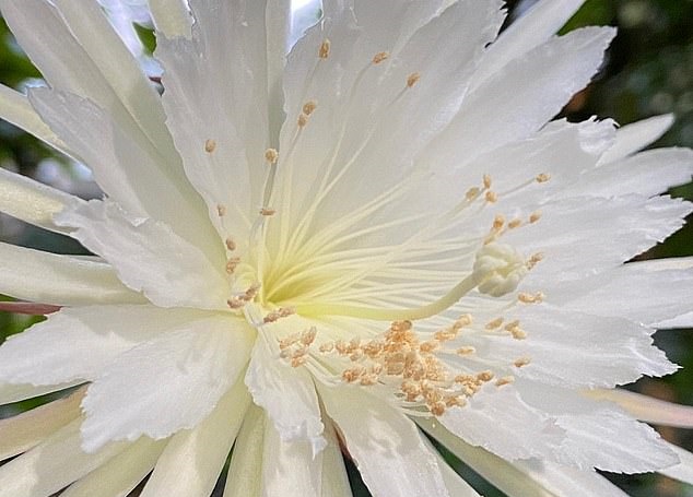 영국 케임브리지대학 보타닉가든에서 개화한 희귀 선인장 셀레니체레우스의 꽃. 단 12시간 피었다 진 이 꽃의 개화 과정은 20만 명이 생중계로 지켜봤다.