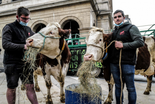 22일(현지 시간) 프랑스 축산농가 관계자들이 리옹시청 앞에서 학교 식단에서 고기를 뺀 단일 메뉴를 제공하겠다고 밝힌 리옹 시장에 항의하는 시위를 벌이고 있다./AFP연합뉴스