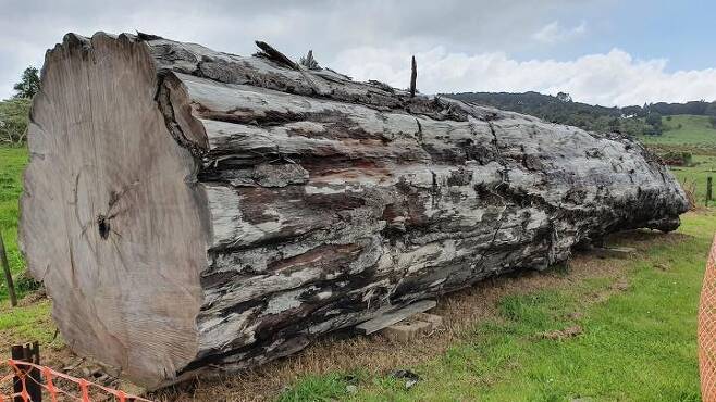 뉴질랜드 고대 카우리 나무 아화석 [Nelson Parker 제공/ 재판매 및 DB 금지/ 이 기사에 한정 사용]