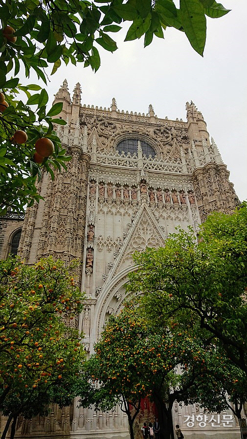 스페인 세비야 대성당 앞의 오렌지 나무. 세비야 시 당국은 시내 4만8000그루에서 열리는 오렌지를 모아 친환경 발전에 사용할 계획이다.   위키피디아