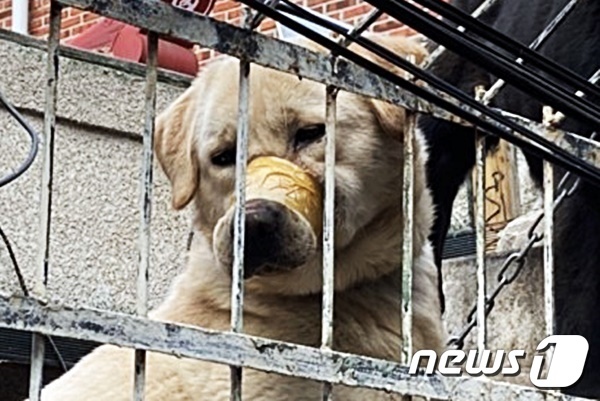 테이프로 입이 칭칭 감긴 리트리버 강아지. 사진 동물구조119 제공 © 뉴스1