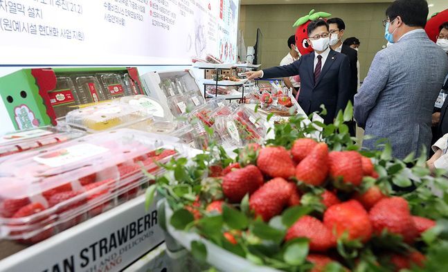 김현수 농림축산식품부 장관이 지난해 6월 정부세종컨벤션센터에서 열린 딸기 수출 혁신 전진대회에서 혁신 기술이 적용된 딸기 상품을 살펴보고 있다. ⓒ뉴시스