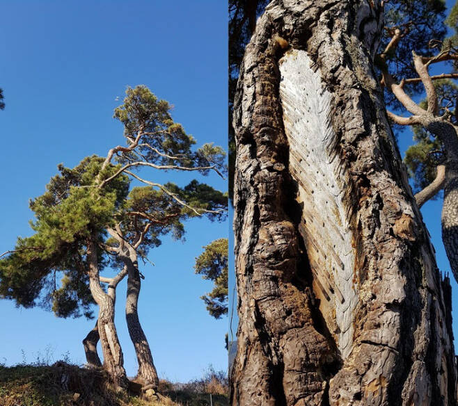 전북 남원 왈길마을숲에 있는 일제의 송진 채취 피해 소나무. 70년이 훨씬 지난 지금까지 그날의 상처를 안은 채 살아가고 있다. 국립산림과학원 제공