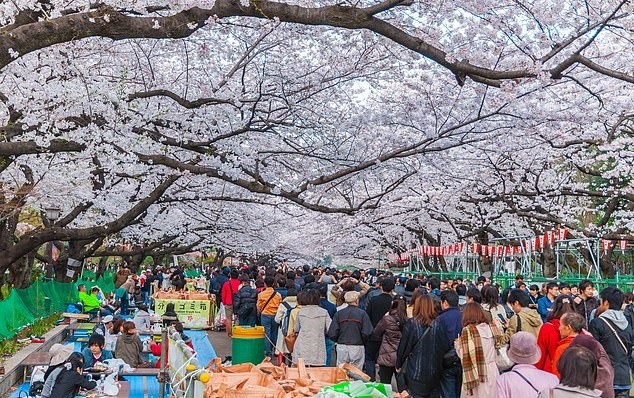 일본 벚꽃축제 자료사진