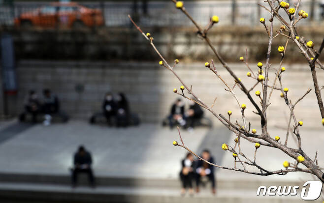 낮 들어 추위가 누그러진 3일 오후 서울 청계천 일대에 산수유가 꽃 피울 준비를 하고 있다.  2021.3.3/뉴스1 © News1 이승배 기자