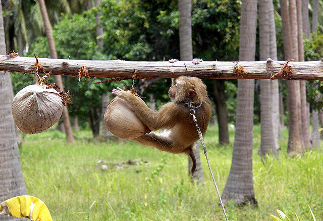 원숭이 학교에서 야자 따는 훈련을 받는 새끼 원숭이. 크리에이티브 코먼즈