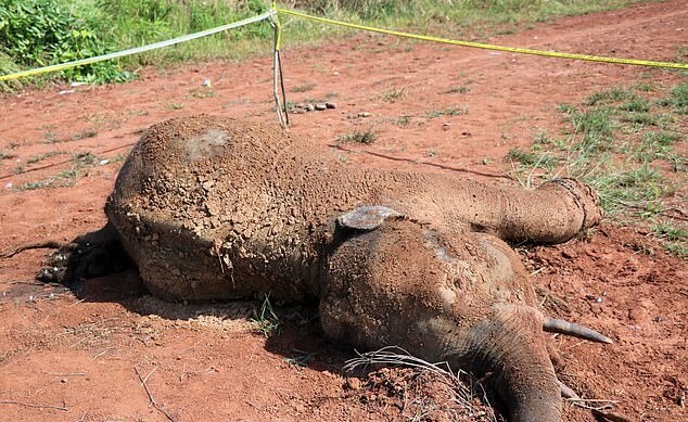 최근 사체로 발견된 수마트라 코끼리