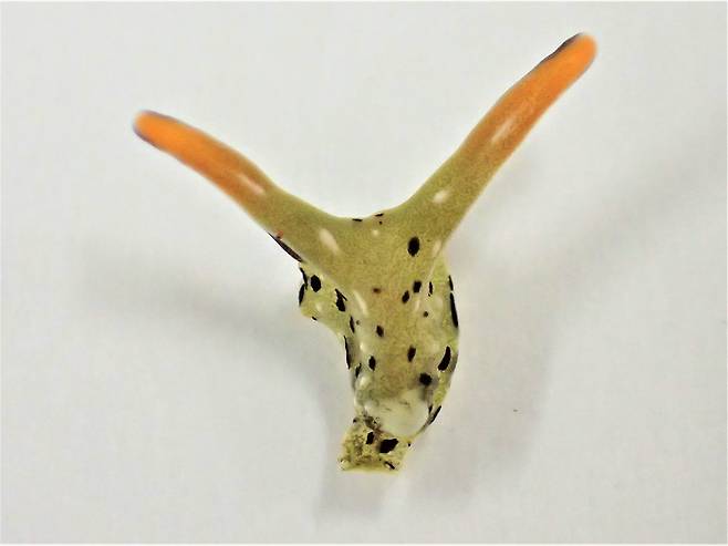 갯민숭달팽이(Elysia cf. marginata)가 스스로 몸통을 잘라낸 뒤의 머리 모습. 나중에 머리에서 몸통이 다시 자라났다./나라 여성병원