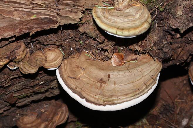 잔나비걸상버섯. 발사 나무에 감염시키면 목질을 이루는 리그닌과 헤미셀룰로스를 분해해 밀도를 낮춘다./위키미디어