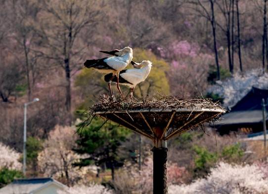 황새 부부가 둥지탑 위에 서 있다. 봄이 찾아오면 황새 부부는 알을 낳아 기른다. 새끼 황새들은 7월이 되면 독립해 둥지를 떠난다. 김경선 제공