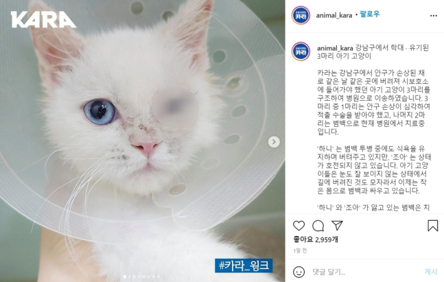 유기된 뒤 치료를 받고 있는 고양이 ‘윙크’. 동물권행동 카라 SNS 캡처