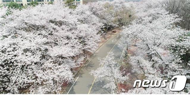 인천대공원 벚꽃 풍경.(인천시 제공)© 뉴스1
