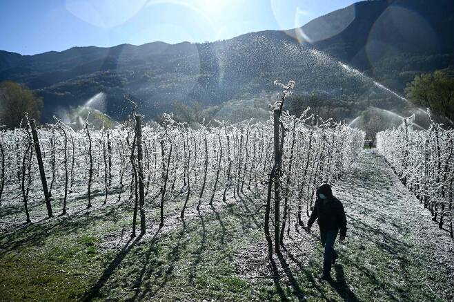 4월 8일 이탈리아 밀라노에서 100km 떨어진 한 사과농가. 냉해를 막기위해 인공적으로 사과나무에 물을 뿌려 얼음막을 씌우고 있다./AFP 연합뉴스
