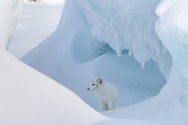 북극여우는 몸길이 50~60cm, 몸무게 2.5~9kg으로 비교적 작다. 추위를 잘 견디기 때문에 모피의 품질이 뛰어나다. 북위 55° 부근의 북유럽, 러시아, 알래스카, 쿠릴열도에 분포한다. TASS=연합뉴스