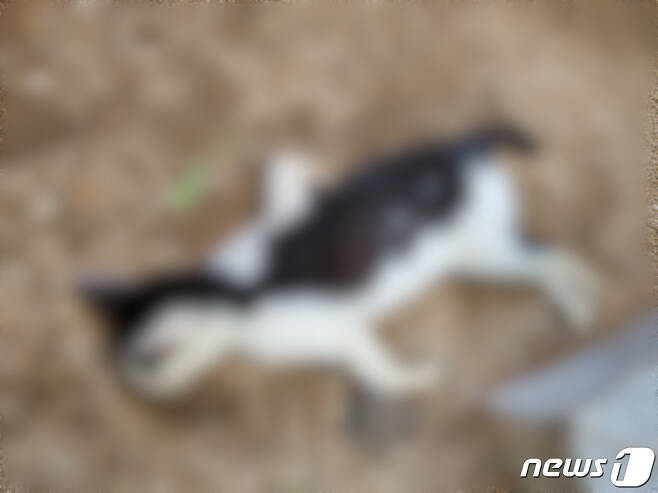 부산 해운대구 센텀시티 한 아파트 단지에서 발견된 고양이 사체.(동물자유연대 제공) © 뉴스1