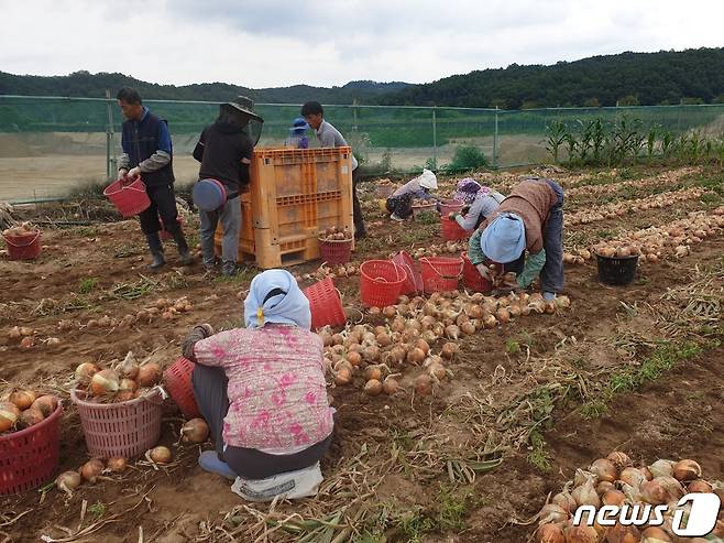 안동 농촌들녘에서 지난해 양파수확을 하는 모습.(안동시 제공)© 뉴스1