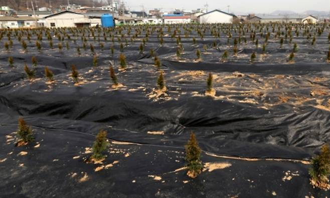 LH직원들이 사들인 뒤 묘목을 심어 놓은 경기도 시흥시 과림동 소재 농지의 모습. 뉴스1