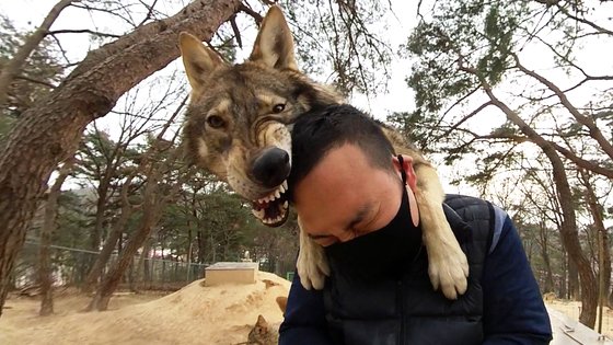 대전 오월드에서 한국 늑대가 사육사 박중상씨에게 매달려 장난을 치고 있다. 왕준열PD