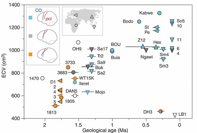 드마니시인 두개골 다섯 점(D1~5)을 포함한 호모속 인류 두개골 수십 점의 내부 표면을 분석해 추측한 뇌 형태를 보면 170만 년 전 이전은 모두 유인원형(주황색. 아래쪽 중심앞고랑(pci)이 관상봉합(CO)을 교차해 전두엽에 존재)인 반면 170만 년 전 이후 과도기 형태(회색)와 현생인류형(파란색)이 나오기 시작한다. 오른쪽 아래 DH3는 약 30만 년 전 살았던 호모 날레디로, 뇌가 무척 작고 원시적임을 알 수 있다. 점선은 아이의 뇌이고 속이 빈 도형은 해상력이 떨어져 유형 확인에 실패한 시료다. 가로축은 시간(단위: 100만 년 전)이고 세로축은 뇌용량이다. 사이언스 제공