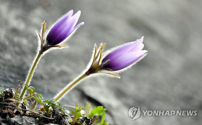 봄 햇볕 따뜻한 동강 [연합뉴스 자료사진]