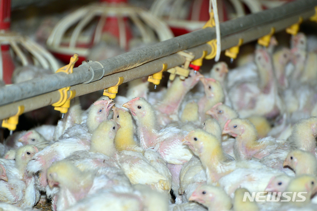 【음성=뉴시스】인진연 기자 = 2018년 7월24일 음성군 소이면 한 농장에서 닭들이 식수 공급대에 몰려있다. 2018.07.24 inphoto@newsis.com