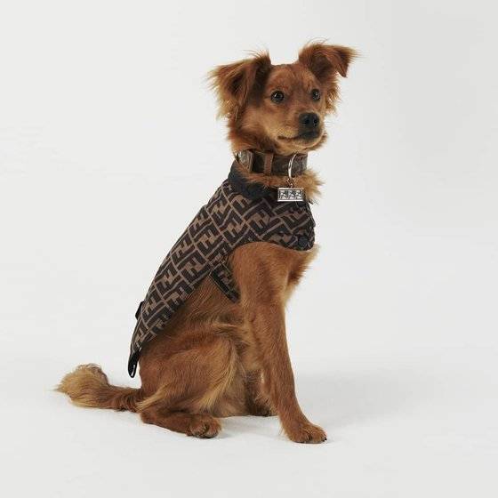 펜디는 지난 4월 반려견을 위한 코트를 출시했다. 나일론 소재로, 똑딱이 단추로 여밀 수 있다. 사진 펜디