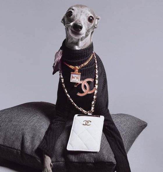 샤넬 목걸이를 착용한 티카. 티카는 '세계에서 가장 옷 잘 입는 강아지'로 인기를 얻었다. 사진 인스타그램