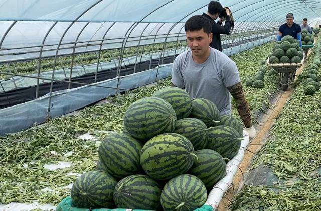 충남 부여군 부여면 수박 농장에서 노동자가 갓 수확한 수박을 수레에 가득 담아 옮기고 있다. 박지연 기자