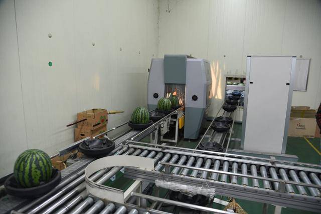 비파괴 선별기는 광센서 스펙트럼을 이용해 수박의 겉면을 조금도 손상시키지 않고 당도를 측정한다. 다만 1~2cm의 껍질을 투과하기 때문에 정확도는 다소 떨어진다. 홈플러스 제공