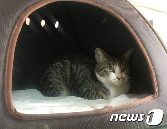 출처: 케어 입양센터 답십리점에 살고 있는 고양이 '우비'(1·암컷).© News1 이기림 기자