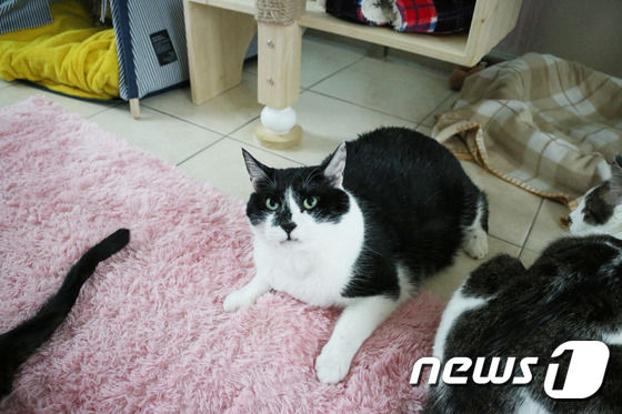 출처: 사람을 매우 좋아하는 얼룩이(사진 동물자유연대 제공)© News1