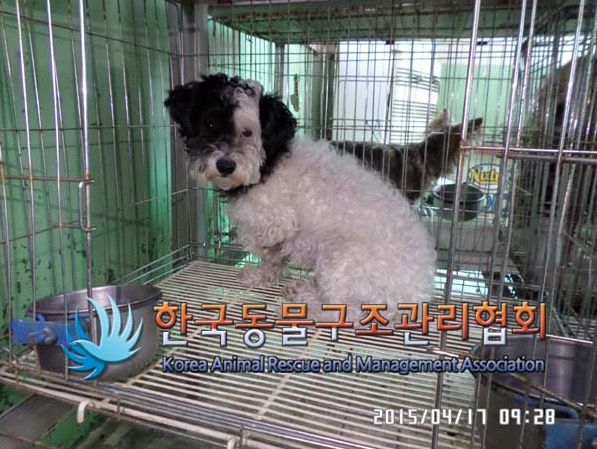 출처: 한국동물구조관리협회