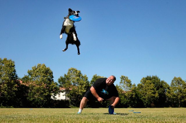 출처: http://3milliondogs.com/dogbook/12-dogs-making-incredible-frisbee-catches/