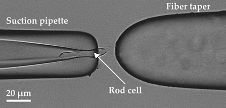 출처: 개구리 망막세포 광자 세포 검출 자료사진