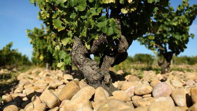 프랑스 샤토뇌프 뒤 파프 마을 돌밭에서 자라고 있는 포도나무. 샤토뇌프뒤파프 홈페이지 캡처