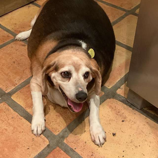 출처: Obese Beagle Is On Weight-Loss Journey To Drop 60 Pounds