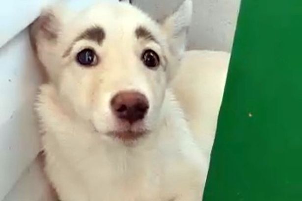 출처: Stray dog with striking 'eyebrows' has become internet sensation