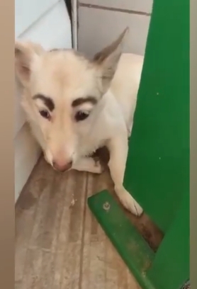 출처: Stray dog with striking 'eyebrows' has become internet sensation