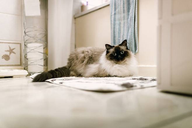고양이가 화장실에 따라오는 이유 | 올라펫