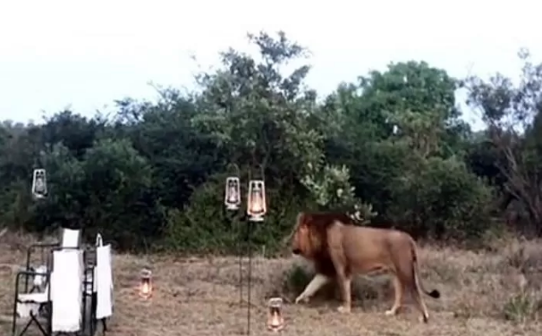 출처: https://www.dailymail.co.uk/news/article-9182605/Would-like-steak-roar-Lion-stuns-group-safari-ambles-picnic.html