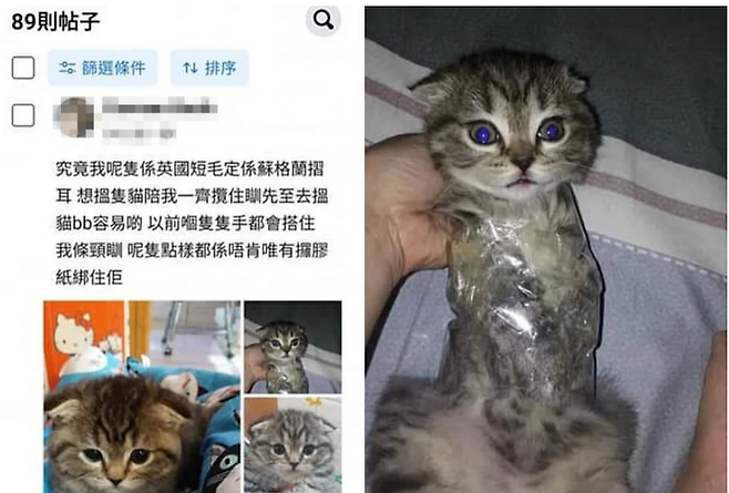출처: https://www.scmp.com/news/hong-kong/law-and-crime/article/3126689/hong-kong-pet-owner-arrested-after-picture-kitten